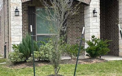Photo of Rachel J.'s yard after getting landscaping in Wallisville, TX