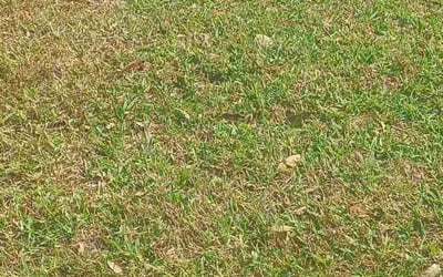 Photo of Austin C.'s yard after getting landscaping in Fulshear, TX