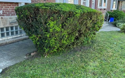 Photo of James R.'s yard after getting landscaping in Philadelphia, PA