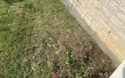 Photo of Bonnie L.'s yard after getting landscaping in Radnor, OH