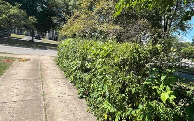 Photo of Matthew J.'s yard after getting landscaping in Clarence Center, NY