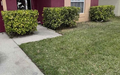Photo of Colleen L.'s yard after getting landscaping in Groveland, FL