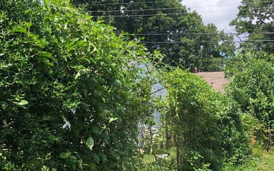 Photo of Kyle M.'s yard after getting landscaping in Ladysmith, VA
