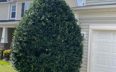 Photo of Tracy M.'s yard after getting landscaping in Richburg, SC