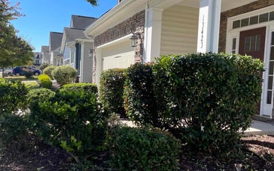 Photo of David C.'s yard after getting landscaping in Smyrna, SC