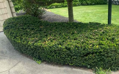 Photo of Kim G.'s yard after getting landscaping in Lodi, OH