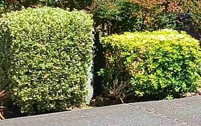 Photo of Jasmine A.'s yard after getting landscaping in Wilsonville, OR