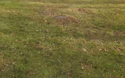 Photo of Tim H.'s yard after getting landscaping in Coatesville, IN