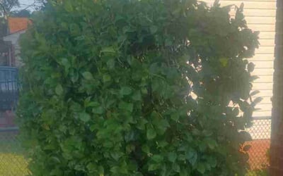 Photo of Nicole S.'s yard after getting landscaping in Jamestown, VA