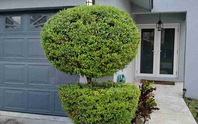 Photo of Jessica G.'s yard after getting tree care in Pompano Beach, FL