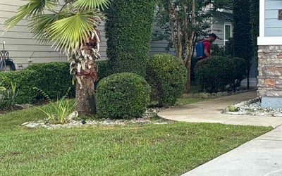 Photo of Teresita F.'s yard after getting tree care in Sanderson, FL