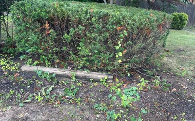 Photo of Tony D.'s yard after getting landscaping in Deer Park, NY