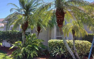 Photo of Shirley S.'s yard after getting landscaping in Cape Canaveral, FL