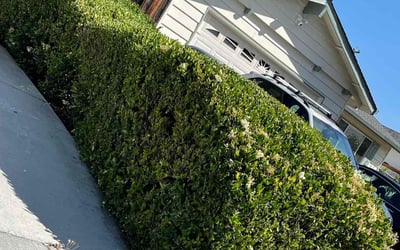 Photo of Mikal Kelly M.'s yard after getting lawn care in Los Altos, CA