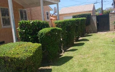Photo of Marilyn W.'s yard after getting landscaping in Venice, CA