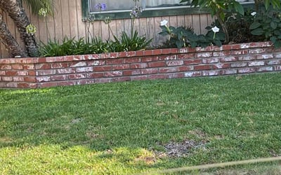 Photo of Suzanne A.'s yard after getting landscaping in San Juan Capistrano, CA