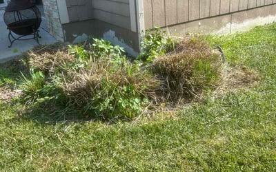 Photo of Brian C.'s yard after getting landscaping in Gower, MO