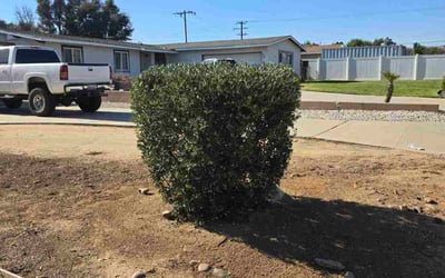 Photo of Joycleyn A.'s yard after getting tree care in Fallbrook, CA