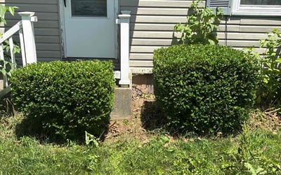 Photo of James J.'s yard after getting tree care in Elizabethtown, PA