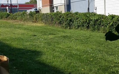 Photo of Mark K.'s yard after getting landscaping in Marshall, VA