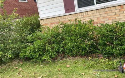 Photo of Michelle B.'s yard after getting landscaping in Bethel, OH