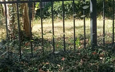 Photo of Megan K.'s yard after getting landscaping in Florence, MS