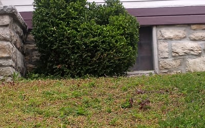 Photo of Kevin A.'s yard after getting landscaping in Creighton, MO
