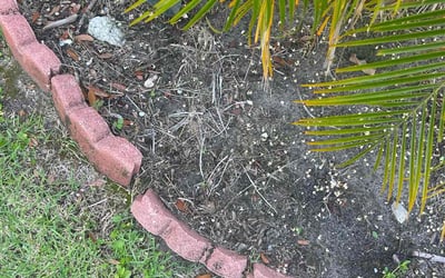 Photo of Eve H.'s yard after getting tree care in Jacksonville, FL