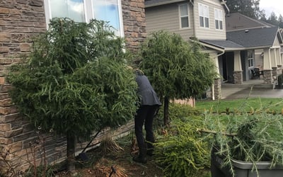 Photo of Maria D.'s yard after getting landscaping in Mukilteo, WA