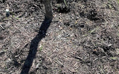 Photo of Stacy M.'s yard after getting landscaping in Paluxy, TX