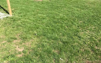 Photo of Mark R.'s yard after getting landscaping in Bates City, MO