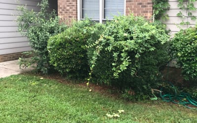 Photo of Ken L.'s yard after getting landscaping in Van Wyck, SC