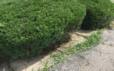 Photo of Daniel A.'s yard after getting landscaping in Felicity, OH