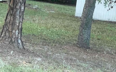Photo of Sarah V.'s yard after getting tree care in Green Cove Springs, FL