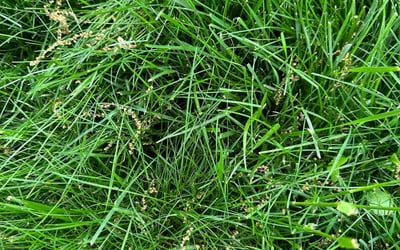 Photo of Amy M.'s yard after getting landscaping in Medina, OH