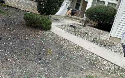 Photo of Jon T.'s yard after getting tree care in London, OH