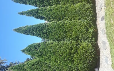 Photo of Jim P.'s yard after getting landscaping in Natick, MA