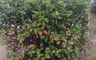 Photo of Teresita F.'s yard after getting tree care in Yulee, FL
