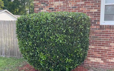 Photo of Diana U.'s yard after getting tree care in Windsor, VA