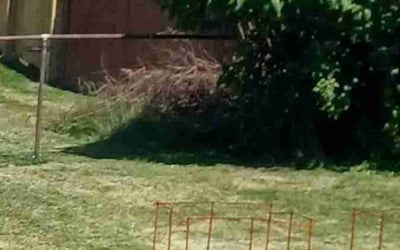 Photo of Jennifer M.'s yard after getting landscaping in Nazareth, PA