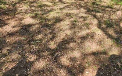 Photo of Robert C.'s yard after getting landscaping in Pasadena, MD
