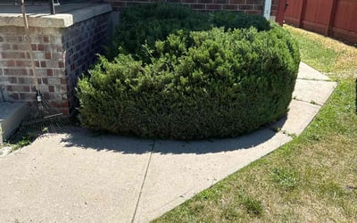 Photo of Daniel R.'s yard after getting landscaping in Silver Plume, CO