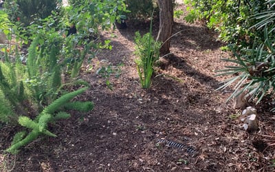 Photo of Susan M.'s yard after getting landscaping in D Hanis, TX