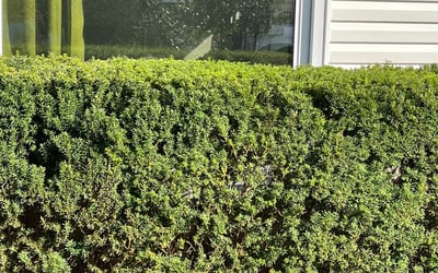 Photo of Ashley C.'s yard after getting landscaping in Whiteland, IN