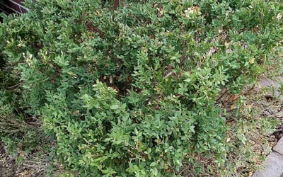 Photo of Lisa B.'s yard after getting landscaping in Wagoner, OK