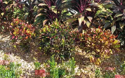Photo of John P.'s yard after getting landscaping in Tangerine, FL