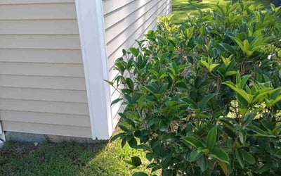 Photo of Derek C.'s yard after getting landscaping in Summerville, SC
