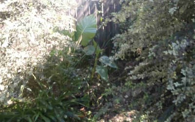 Photo of Tam N.'s yard after getting landscaping in Donaldsonville, LA