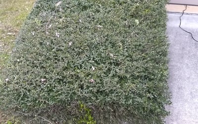 Photo of Jason K.'s yard after getting landscaping in D Hanis, TX