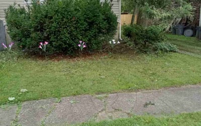 Photo of Frances S.'s yard after getting landscaping in Suffern, NY